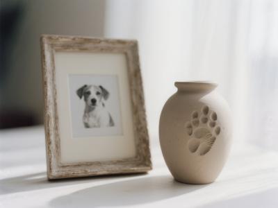 Urnas, huellas y recuerdos: cómo homenajear a tu mascota con sensibilidad